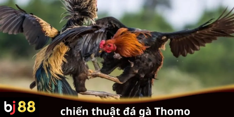 Khám Phá Chiến Thuật Đá Gà Thomo Hiệu Quả Nhất 2 Chiến thuật đá gà Thomo hiệu quả cho người chơi