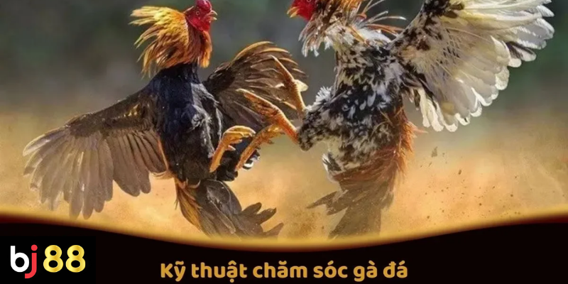 Kỹ Thuật Chăm Sóc Gà Đá Tại BJ88 Để Tăng Cường Sức Mạnh 2 Kỹ Thuật Chăm Sóc Gà Đá Để Tăng Cường Sức Mạnh Cho Gà Trước Trận Đấu