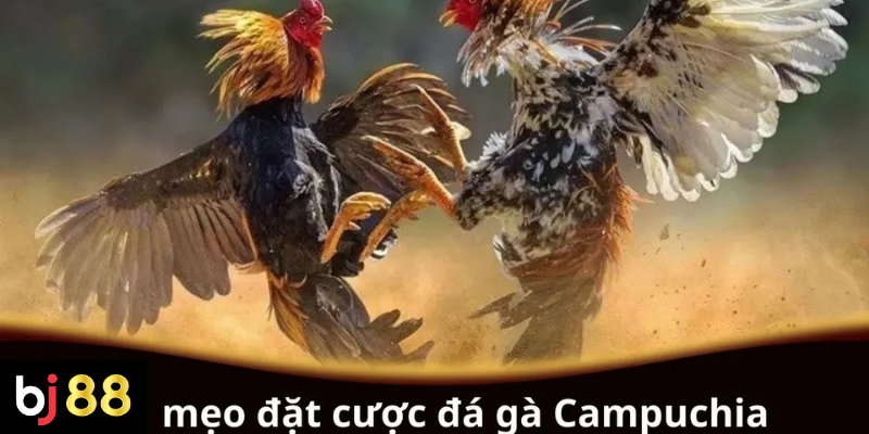 Mẹo Đặt Cược Đá Gà Campuchia: Hướng Dẫn Chi Tiết 2 Mẹo đặt cược đá gà Campuchia cho người chơi mới
