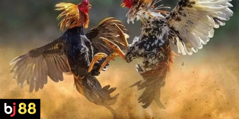 Cách Chọn Gà Đá Hay Tại BJ88 Để Cá Cược Thành Công 4 Các Tiêu Chí Quan Trọng Khi Chọn Gà Đá Uy Tín Trên BJ88